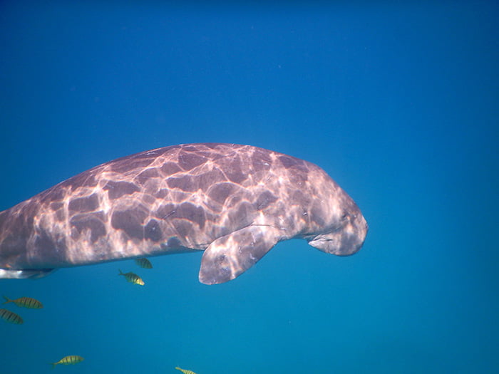 Philippines - Dugong & Seagrass Hub